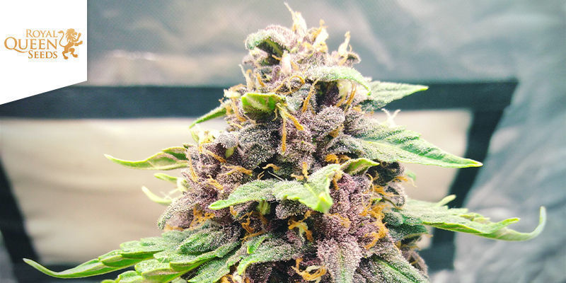 Purplematic CBD (Royal Queen Seeds) Purplematic CBD (Royal Queen Seeds)
