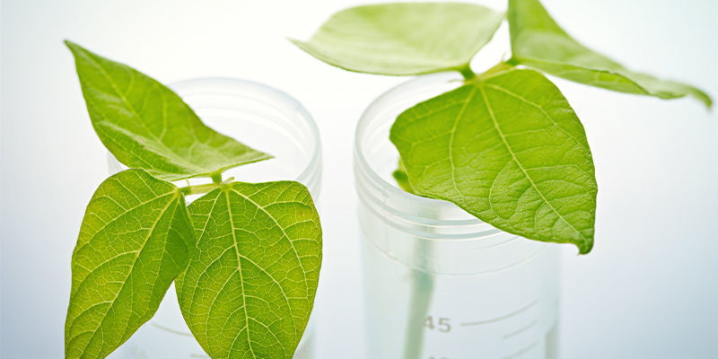 Wie Man Chilipflanzen Klont: Schritt-für-schritt-anleitung Wie Man Chilipflanzen Klont: Schritt-für-schritt-anleitung