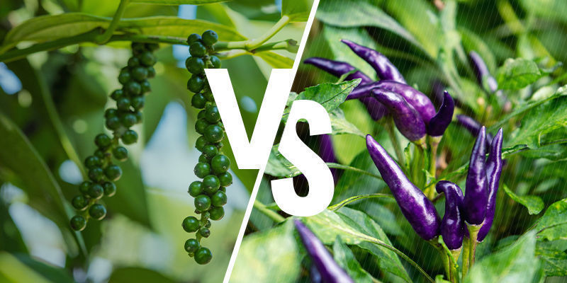 Pfeffer Vs. Chili Pfeffer Vs. Chili