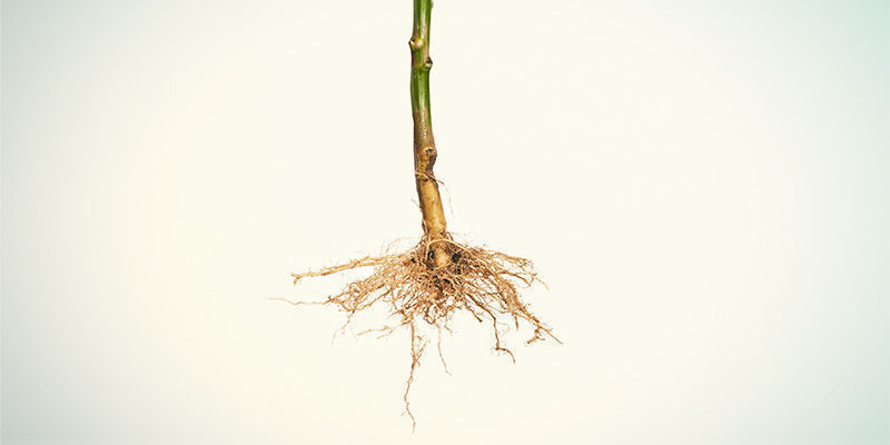 Entferne Und Reinige Die Wurzeln Entferne und reinige die Wurzeln