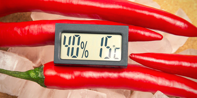 Die Besten Tipps Für Das Überwintern Von Chilipflanzen Die besten Tipps für das Überwintern von Chilipflanzen