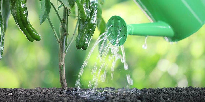 Gieße Die Pflanze Und Stelle Sie An Ihren Vorgesehenen Standort Gieße die Pflanze und stelle sie an ihren vorgesehenen Standort