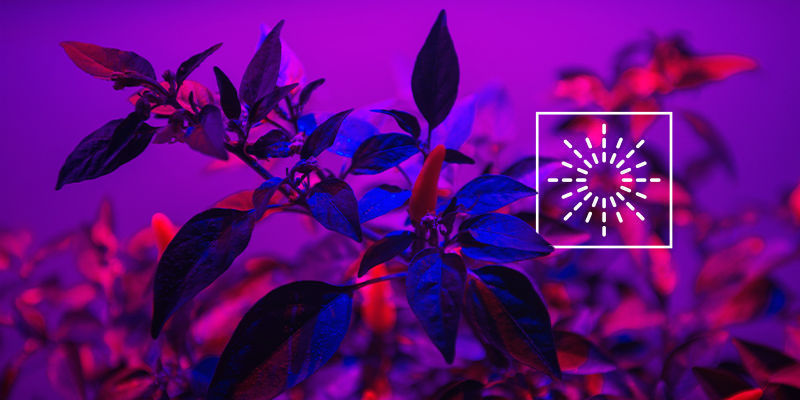 Welche Lichtintensität Benötigen Chilis? Welche Lichtintensität Benötigen Chilis?