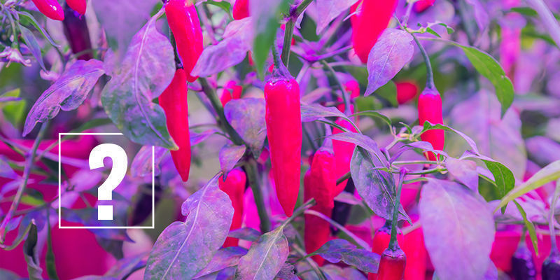 Welches Lichtspektrum Ist Für Chilis Am Besten? Welches Lichtspektrum Ist Für Chilis Am Besten?