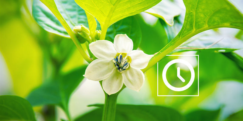 Wann Sollten Chilipflanzen Bestäubt Werden? Wann sollten Chilipflanzen bestäubt werden?