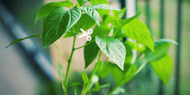 Beschneiden In Der Frühen Saison Beschneiden in der frühen Saison