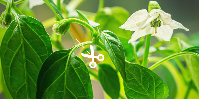 Beschneiden In Der Spätsaison Beschneiden in der Spätsaison