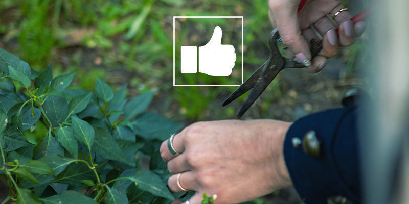 Tipps Für Das Beschneiden Von Chilipflanzen Tipps für das Beschneiden von Chilipflanzen