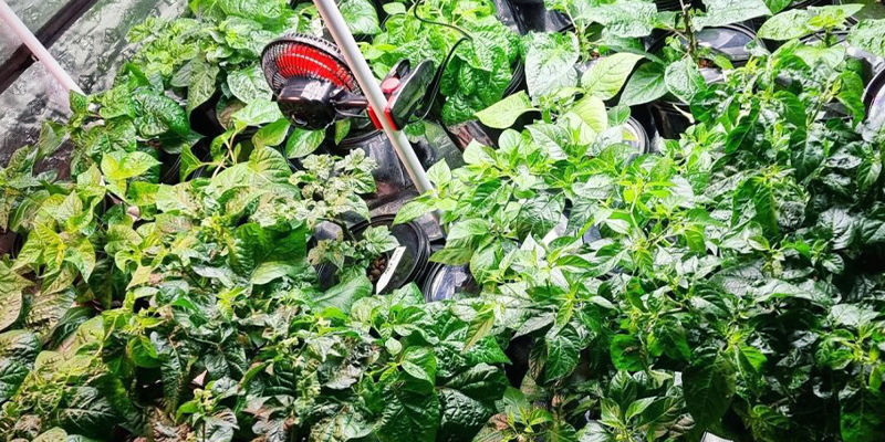 Kann Man Chilis Hydroponisch Anbauen? Kann Man Chilis Hydroponisch Anbauen?