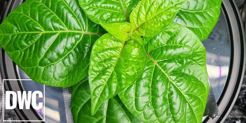 Tiefwasserkultur (DWC) Tiefwasserkultur (DWC)