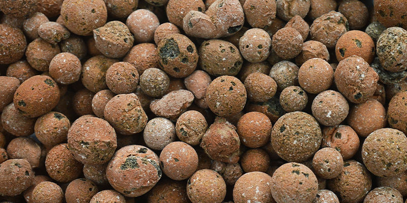 Hydrokultur-Chilis Anbauen: Top-Tipps Hydrokultur-Chilis Anbauen: Top-Tipps