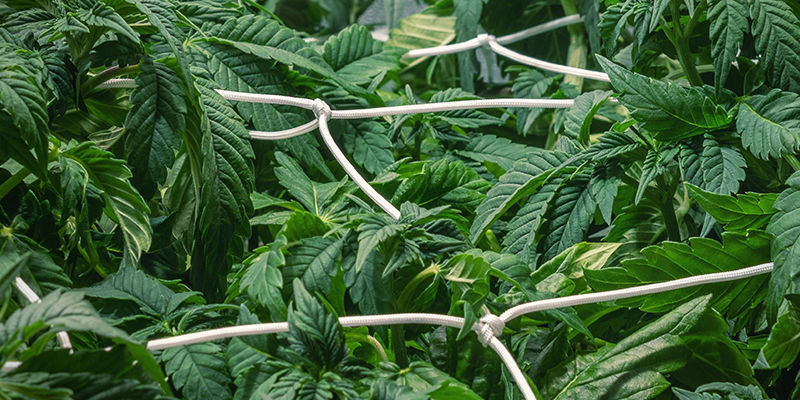 Du Kannst Früh Mit Dem Trainieren Beginnen Du kannst früh mit dem Trainieren beginnen