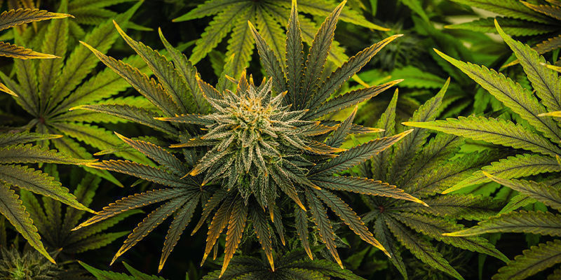 Maximale Effizienz Der Anbaufläche  Maximale Effizienz der Anbaufläche