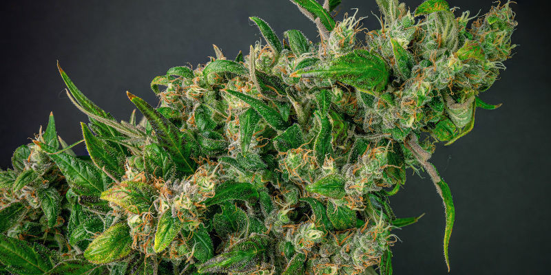 Feminisierte Cannabissamen, Um Loszulegen Feminisierte Cannabissamen, um loszulegen