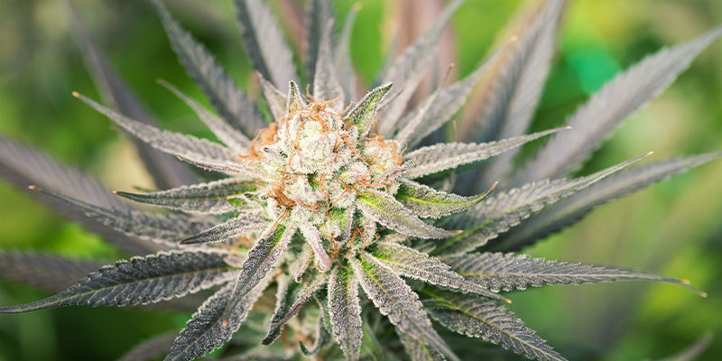 Welche Vorteile Haben Feminisierte Cannabissamen? Welche Vorteile haben feminisierte Cannabissamen?