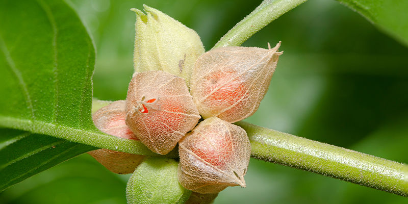 Der Ursprung Von Ashwagandha Der Ursprung Von Ashwagandha