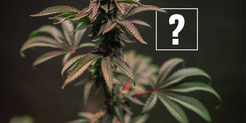 Was Verursacht Rote Und Lila Cannabisstängel?
