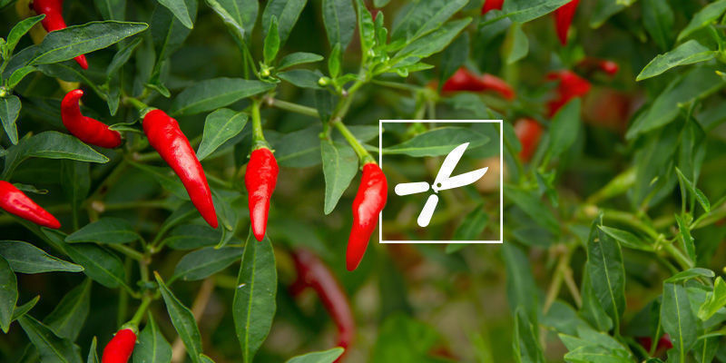 Blütenendfäule: Das Ende Der Welt? Blütenendfäule: Das Ende der Welt?