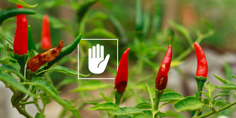 Wie Man Blütenendfäule Behandelt Wie man Blütenendfäule behandelt