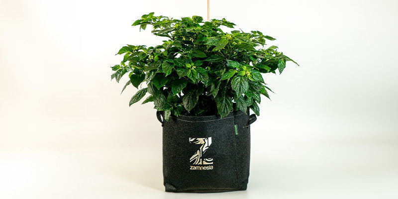 Stelle Sicher, Dass Die Wurzeln Ohne Einschränkungen Wachsen Stelle sicher, dass die Wurzeln ohne Einschränkungen wachsen