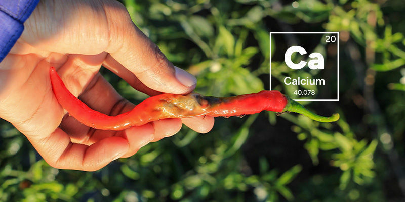 Wodurch Wird Blütenendfäule Bei Chilis Verursacht? Wodurch wird Blütenendfäule bei Chilis verursacht?