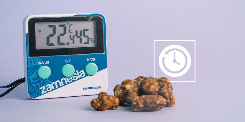 Wie Lange Brauchen Magische Trüffel Zum Trocknen? Wie lange brauchen magische Trüffel zum Trocknen?