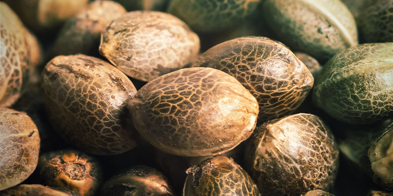 Semillas De Marihuana Polihíbridas Semillas De Marihuana Polihíbridas