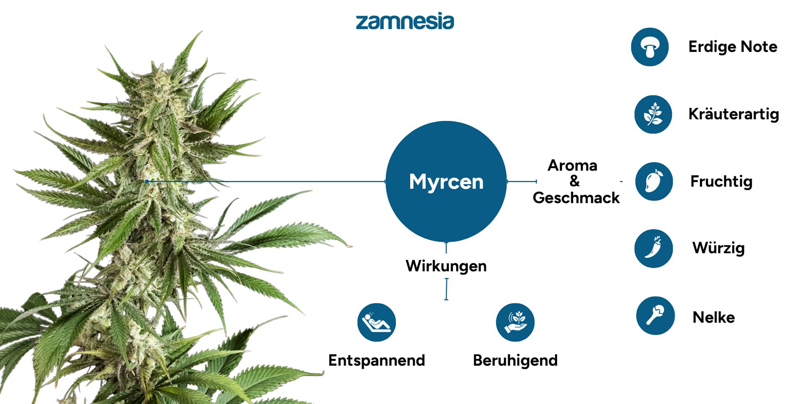 Was bewirkt Myrcen in Cannabis?