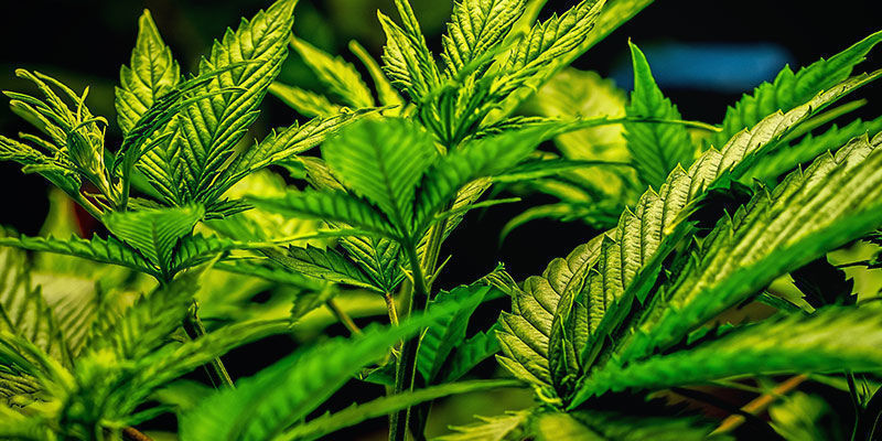 Welche Arten Von Sorten Verursachen Keinen Fressflash?