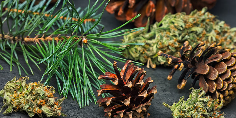 Pinen: Eine Zusammenfassung Pinen: Eine Zusammenfassung