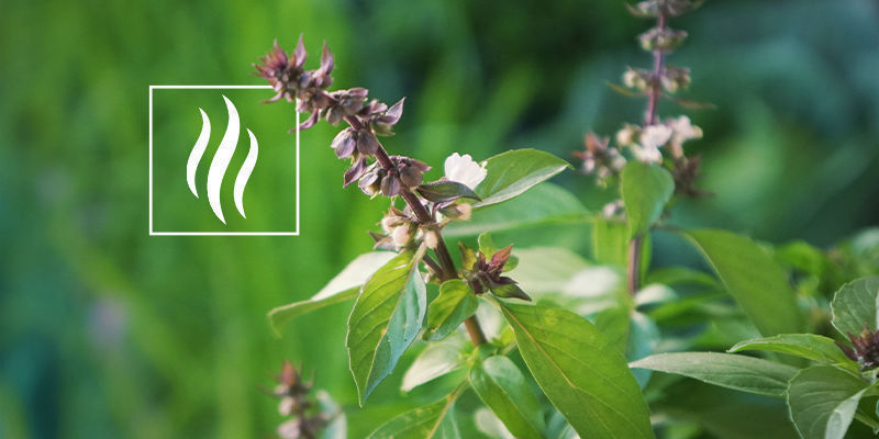 Wonach Riecht Pinen? Wonach Riecht Pinen?