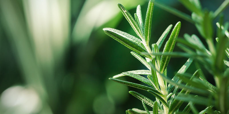 Was Ist Pinen? Was Ist Pinen?