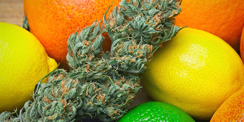 Limonen: Abschließende Worte Limonen: Abschließende Worte