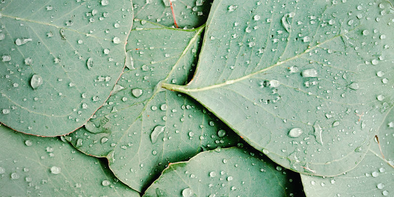 Wo Kann Man Limonen Finden? Wo Kann Man Limonen Finden?