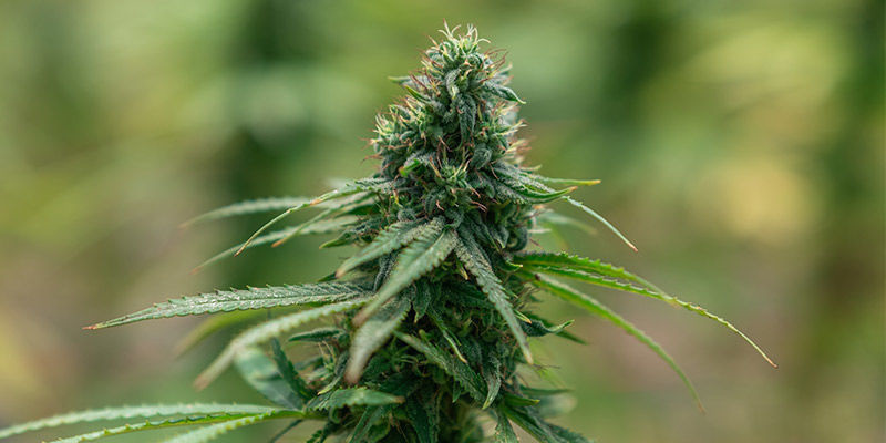 Cannabissorten Zur Steigerung Der Kreativität Cannabissorten Zur Steigerung Der Kreativität