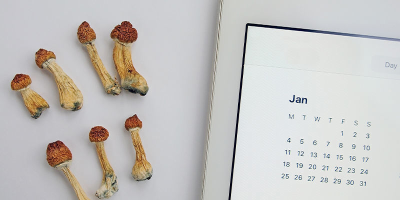 Mikrodosierungsplan: Wähle Den Passenden Für Dich