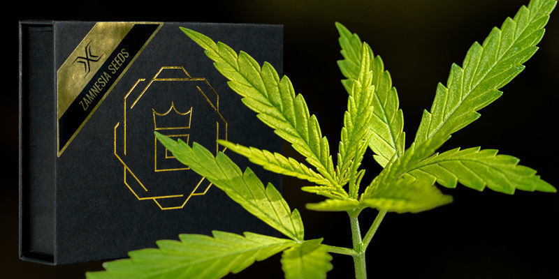 Aromen und Wirkung von X