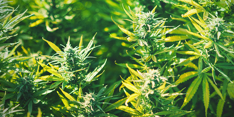 Die Top 5 Cannabissorten Zum Schlafen Die Top 5 Cannabissorten zum Schlafen