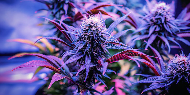 Welche Cannabissorten Eignen Sich Am Besten Zum Schlafen? Welche Cannabissorten eignen sich am besten zum Schlafen?