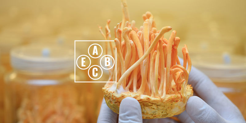 Eigenschaften Von Cordyceps Eigenschaften Von Cordyceps