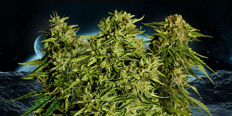 Finde Jetzt Deinen Bevorzugten F1-Hybriden Finde jetzt Deinen bevorzugten F1-Hybriden