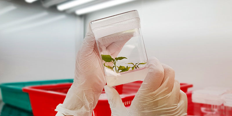 Was Bedeutet "F1" In Der Pflanzenzüchtung? Was bedeutet "F1" in der Pflanzenzüchtung?