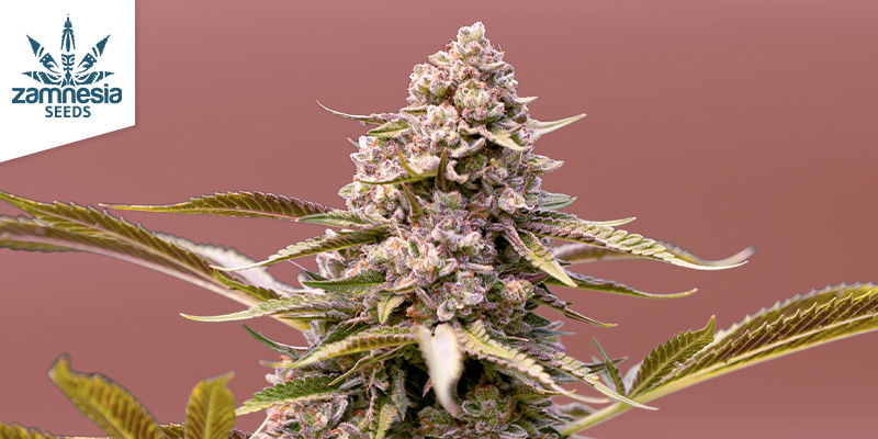 Biscotti Automatic Biscotti Automatic