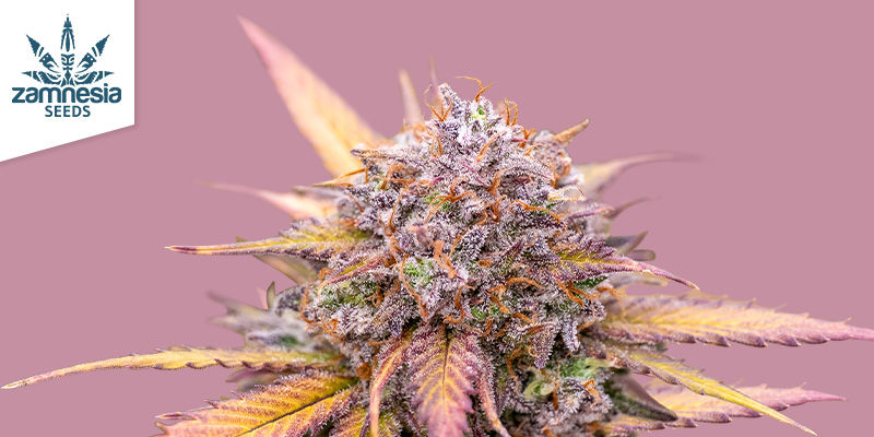 Eigenschaften Von Biscotti Eigenschaften von Biscotti