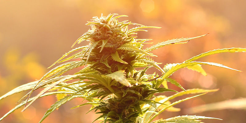 Biscotti: Get Baked! Biscotti: Get baked!