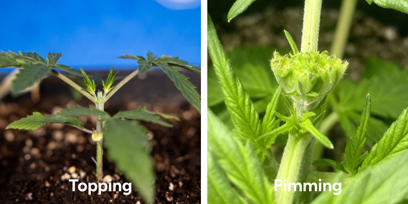 Getting to grips with topping and fimming Getting to grips with topping and fimming