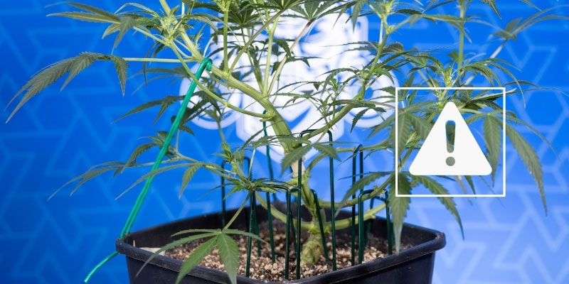 Potential risks and how to avoid them Potential risks and how to avoid them