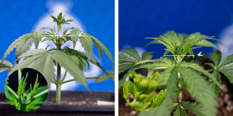 Timing and technique tips Timing and technique tips