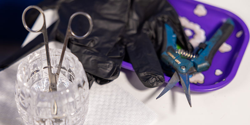 Tools and tips for topping and fimming Tools and tips for topping and fimming