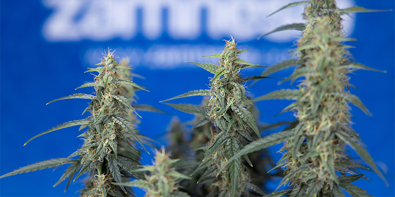 What is best for weed plants: fimming or topping? What is best for weed plants: fimming or topping?